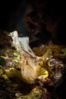 Tropical Underwater Life Imprime: A leaf scorpionfish waves in the current