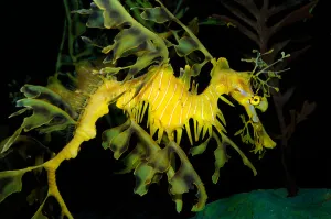Underwater Sea Life Imprime: Leafy seadragon (Phycodurus eques)