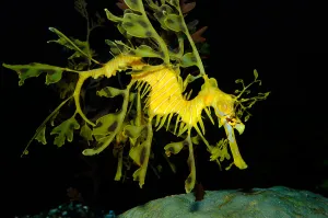 Actinopterygii Fish Imprime: Leafy seadragon (Phycodurus eques)