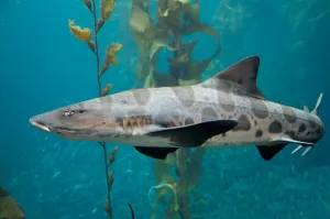 Shark Species Imprime: Leopard shark