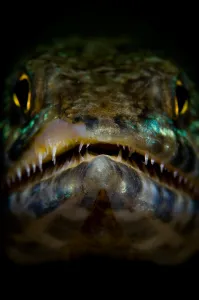 Aquatic Animal Images Imprime: Lizardfish portrait