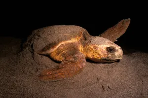 Florida Beach Wildlife Imprime: Loggerhead turtle nesting on the beach, Florida