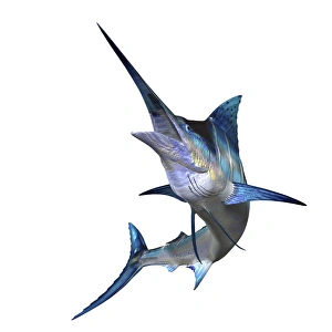 Tropical Fish Imprime: Marlin