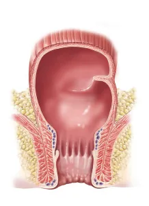 Human Digestive System Illustration Imprime: Detail of normal rectum and anus