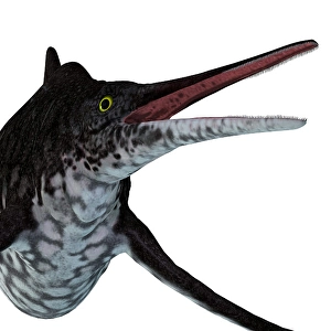 Ichthyology Illustrations Imprime: Shonisaurus ichthyosaur head