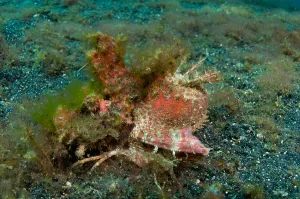 Lembeh Strait Fish Imprime: Spiny devilfish, Lembeh Strait