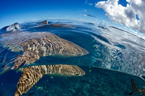 Carcharhinus Melanopterus Imprime: Split image of blacktip reef sharks