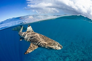 Carcharhinus Melanopterus Imprime: Split view of a blacktip reef shark