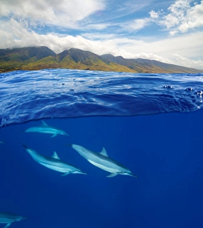 Stenella Longirostris Images Imprime: A split view of spinner dolphins