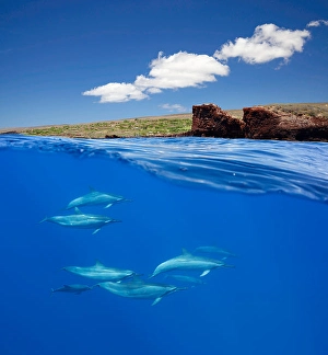 Stenella Longirostris Images Imprime: A split view of spinner dolphins