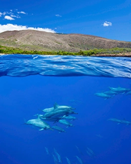 Spinner Dolphins Imprime: A split view of spinner dolphins