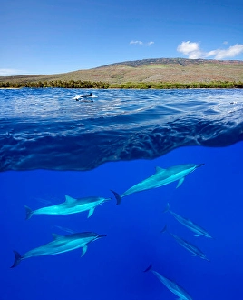 Spinner Dolphins Imprime: A split view of spinner dolphins