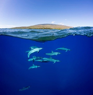 Spinner Dolphins Imprime: A split view of spinner dolphins