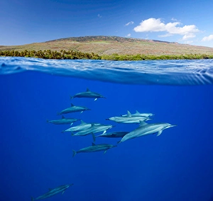 Spinner Dolphins Imprime: A split view of spinner dolphins