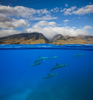 Stenella Longirostris Images Imprime: A split view of spinner dolphins