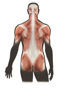 Human Muscular System Imprime: Surface layer of back muscles