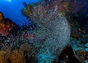 Coral Reef Ecosystem Photos Imprime: Thousands of tiny fish amongst a reef in Halmahera
