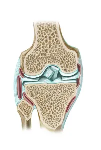 Knee Anatomy Imprime: Front view of knee section to show interior structures
