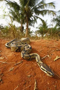 Lo Más Destacado De Octubre De 2018 Imprime: Pitón real (Python regius) Togo. Condiciones controladas.