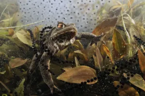 Common Toad Imprime: Common toad (Bufo bufo) in a pond, with toad spawn and frogspawn, Coldharbour, Surrey