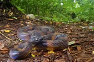 Hechos Destacados De Agosto De 2021 Imprime: Anillo de Bismarck (Bothrochilus boa), Península Willaumez, Nueva Bretaña.