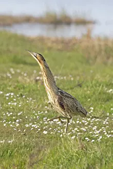 Bittern Bird Imprime: Bittern (Botaurus stellaris) standing on grass, Cley, Norfolk, England, UK. April
