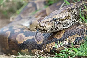 Close Up Snake Photos Imprime: Central African rock python (Python sebae) coiled up resting
