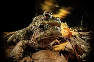 Common European Toad Imprime: Common toads (Bufo bufo) pair in amplexus with experimental lighting in background