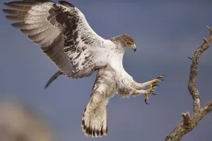 Águila Bonellis Imprime: El águila de Bonelli o halcón pescador europeo, Hieraetus fasciatus o Aquila fasciata.