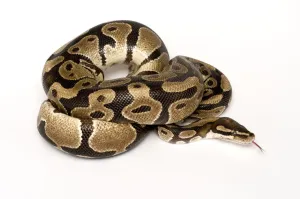 Mark Bowler Imprime: La serpiente real (Python regius) enroscada con la lengua extendida.