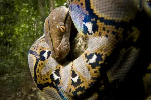 Tropical Rainforest Reptiles Imprime: Close up of juvenile Reticulated python (Python reticulatus) looking down from tree