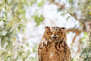 Middle East Wildlife Images Imprime: Pharaoh eagle owl (Bubo ascalaphus) portrait, Al Qudra, Dubai, UAE