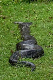 Wildlife Reptiles Imprime: Python (Pythonidae) moving over grass, Uganda