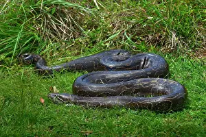 African Reptile Species Imprime: Python (Pythonidae) resting on grass, Uganda