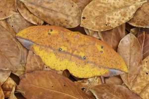 Saturniid Moth Imprime: Saturniid moth (Eacles ormondei), female camouflaged in leaf litter. Izabal, Guatemala