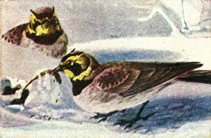 Cigarette Card Album Imprime: Alpine larks, c1928. Creator: Unknown