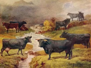 Gales Imprime: Ganado de ganado negro galés, c1906 (c1910)