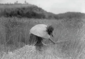 Native American Agriculture Imprime: The Apache Reaper [gathering wheat], c1906. Creator: Edward Sheriff Curtis