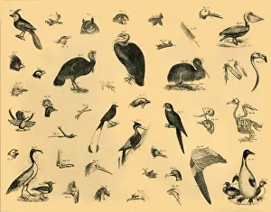 Black And White Bird Art Imprime: Birds, c1910. Creator: Unknown