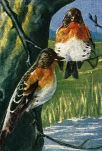 Cigarette Card Album Imprime: Bramblings, c1928. Creator: Unknown