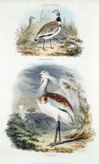 Nineteenth Century Ornithology Imprime: Bustards, 1835