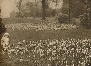 Arthur St John Adcock Editor Imprime: The Crocus Carpet of Spring, c1935. Creator: Unknown