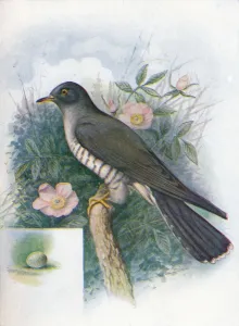 Cuckoo Bird Imprime: Cuckoo - Cuc ulus cano rus, c1910, (1910). Artist: George James Rankin