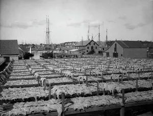 Black And White Coastal Images Imprime: Drying fish, Gloucester, Mass. c1906. Creator: Unknown