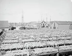 Black And White Coastal Images Imprime: Drying fish, Gloucester, Mass. c1906. Creator: Unknown