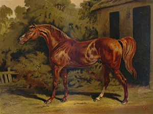 Antique Equestrian Art Imprime: Eclipse, c1879. Creator: Unknown