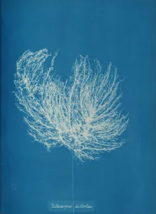 Anna Atkins Cyanotype Imprime: Ectocarpus distantus, ca. 1853. Creator: Anna Atkins