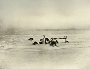 South Pole Exploration Imprime: Emperors Tobogganning, c1908, (1909)