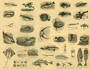 Peces, c1910. Autor: Desconocido.