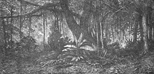 Nineteenth Century Literature Prints Imprime: Forest in Java; Speculations concerning Former Southern Geographies